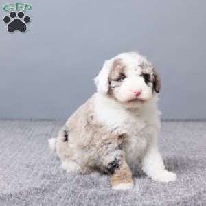 Sabrina, Mini Sheepadoodle Puppy